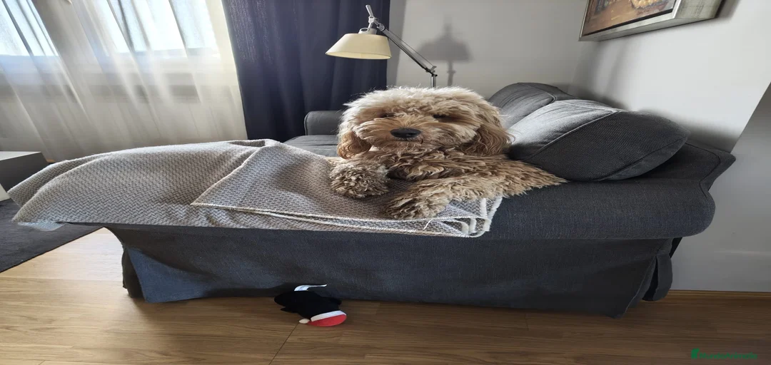 Imagen de galería {{count}}