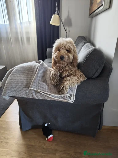 Imagen de galería {{count}}