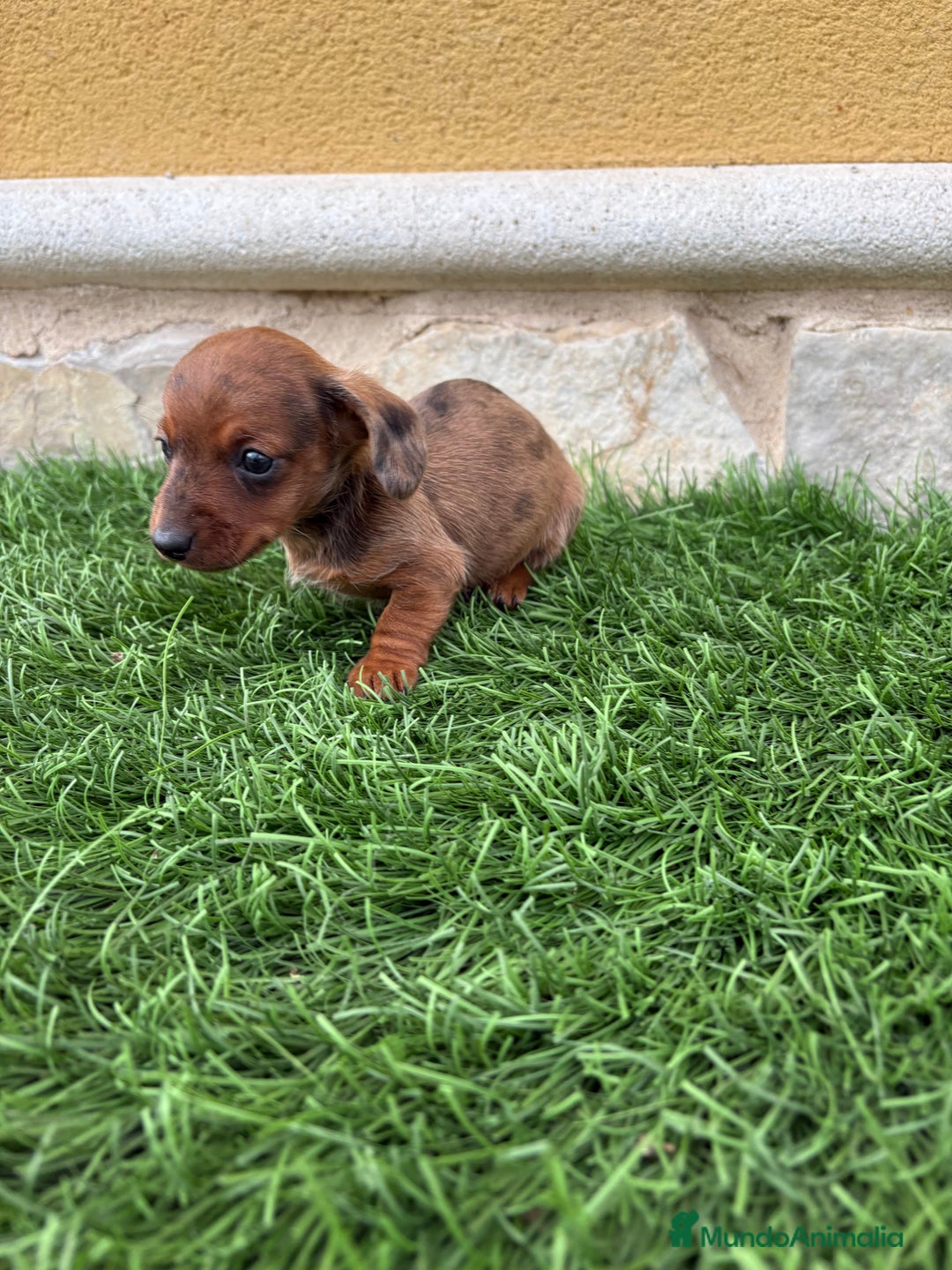 Teckel Miniatura perros en venta: Teckel Kaninchen macho Merle chocolate diluido  - Anuncio 7