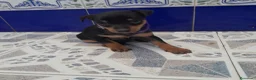 Pinscher Miniatura perros en venta: PINCHER MINIATURA - Anuncio 8