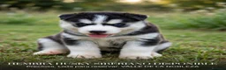 Husky Siberiano perros en venta: Husky Siberiano  - Anuncio 2