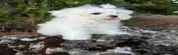 Bichón Maltés perros en venta: Bichon Maltés muy bonitos !!! - Anuncio 3