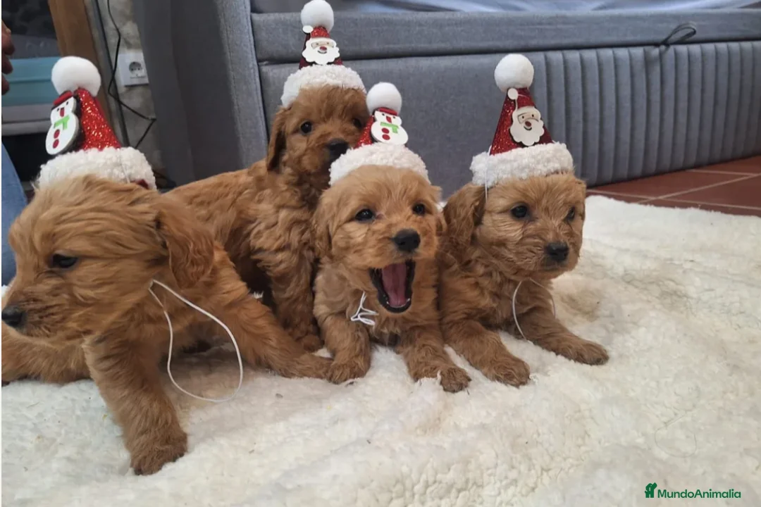 Goldendoodle perros en venta: GOLDENDOODLE - Anuncio 8