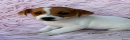 Jack Russell Terrier perros en venta: Camada Jack russell🐾 - Anuncio 12