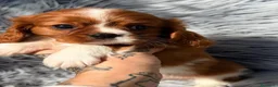 Cavalier King Charles Spaniel perros en venta: Cavalier precioso macho - Anuncio 4