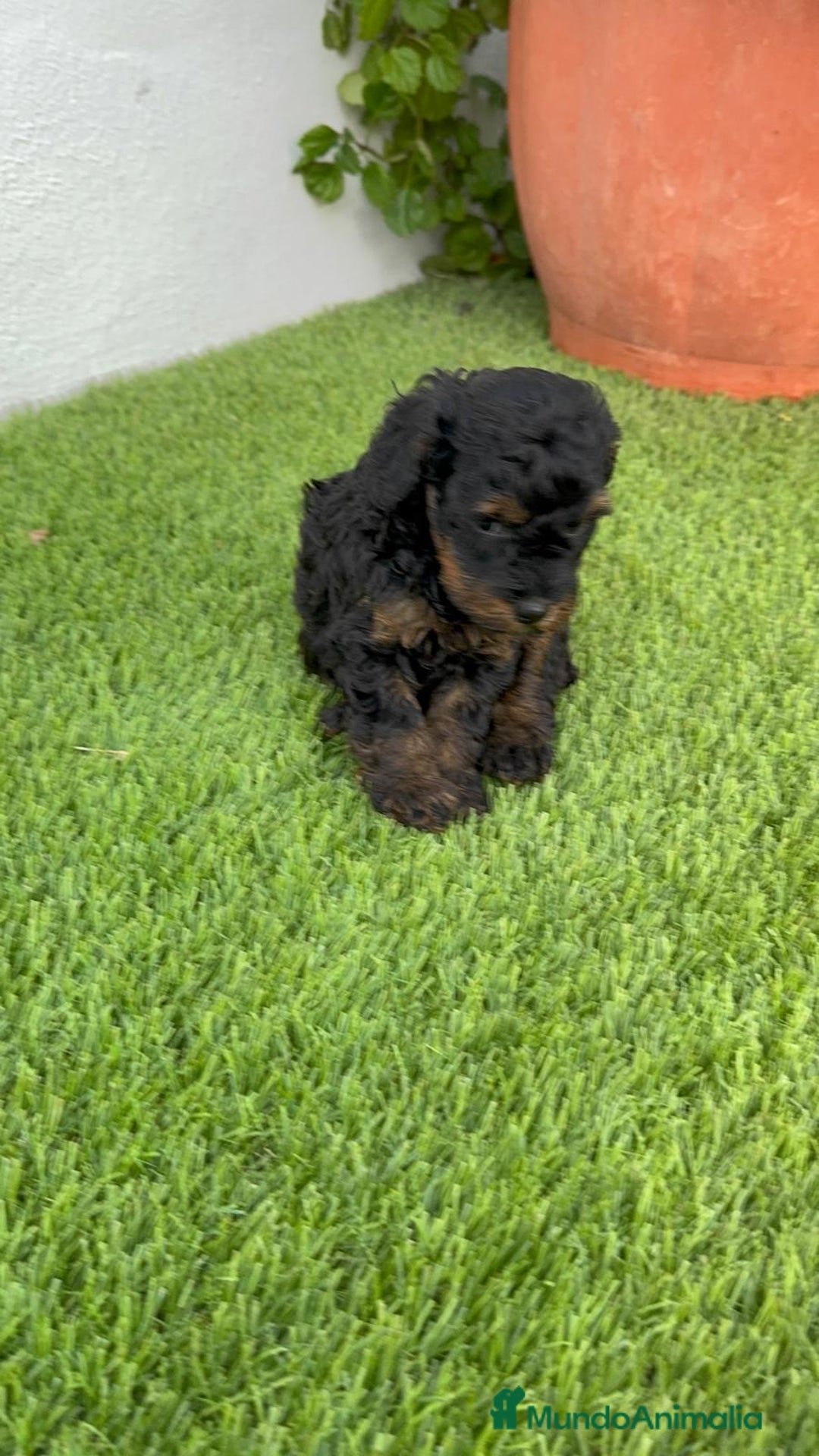 Caniche Toy perros en venta: CANICHE TOY HEMBRA - Imagen 11