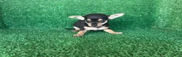 Chihuahua perros en venta: chihuahua - Anuncio 5