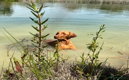 Braco Húngaro de Pelo Corto perros en venta: Cachorros de Braco Húngaro (Vizsla) — Criador aut. - Imagen 5