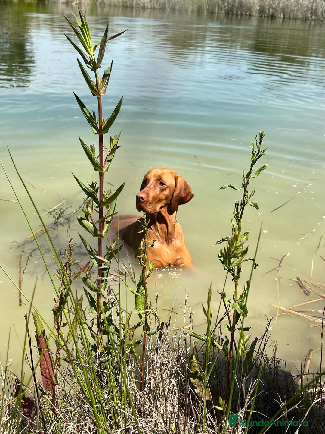 Braco Húngaro de Pelo Corto perros en venta: Cachorros de Braco Húngaro (Vizsla) — Criador aut. - Imagen 5