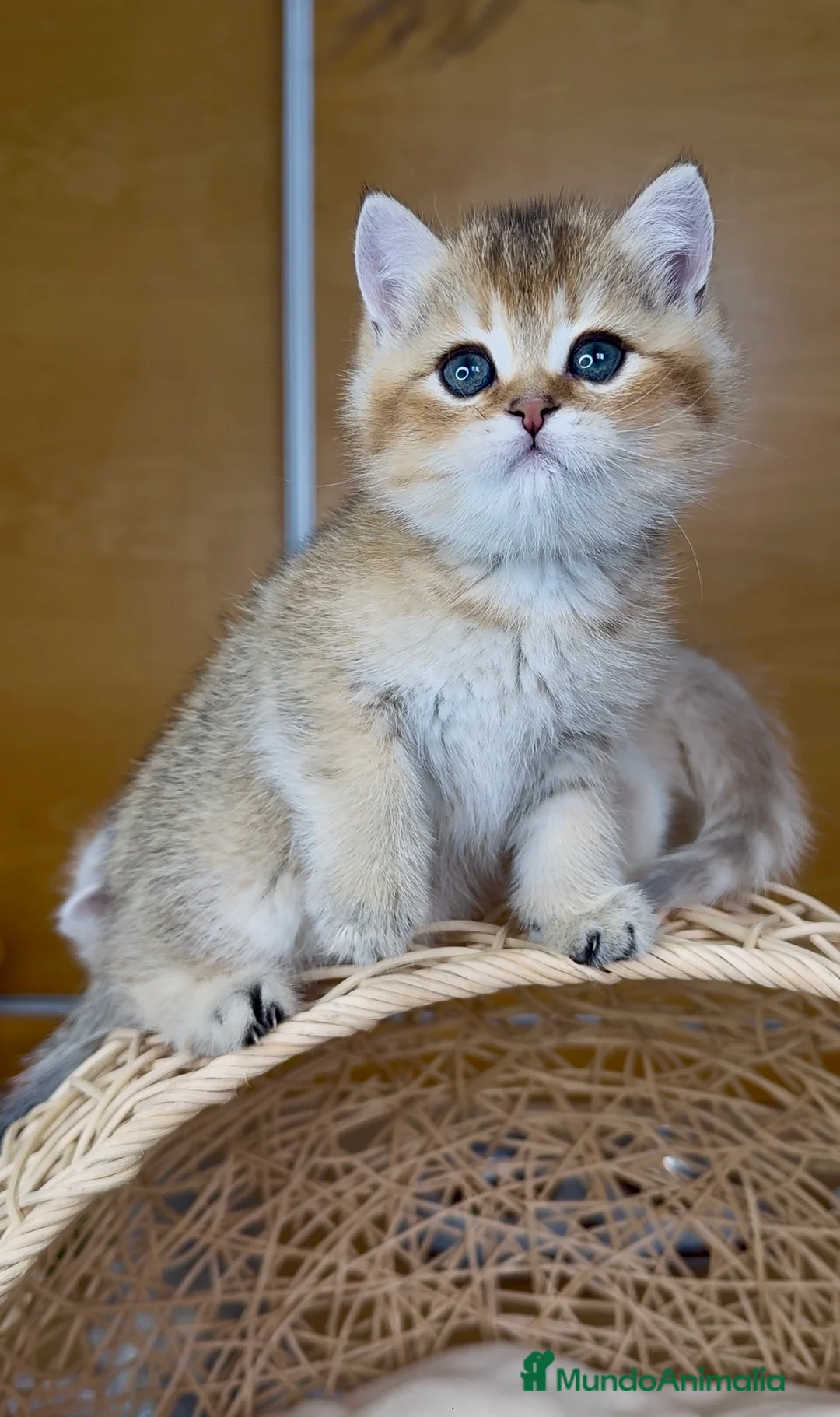 Británico de Pelo Corto gatos en venta: ✨ Últimos dos hermanitos disponibles ✨ - Anuncio 14