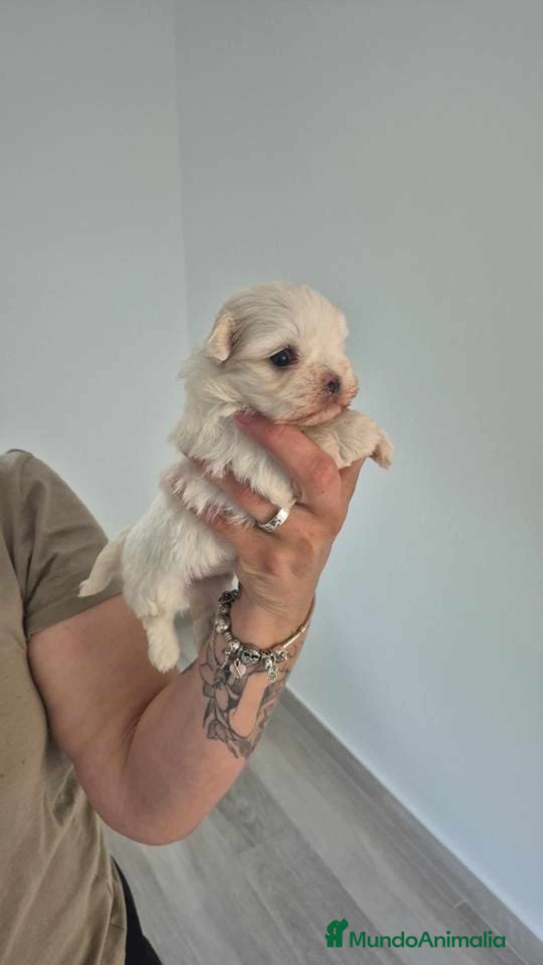 Chihuahua perros en venta: CHIHUAHUA - Anuncio 8