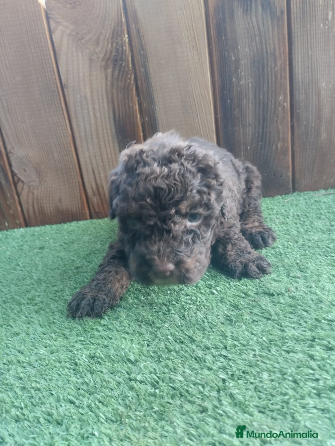 Perro de Agua Español perros en venta: Perro de agua  - Anuncio 5