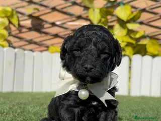 Caniche Toy perros CANICHE TOY - Anuncio 2