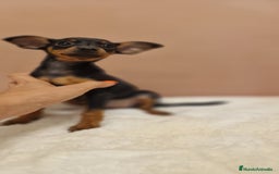 Pinscher Miniatura perros en venta: Hembra mini pincher TOY - Imagen 5