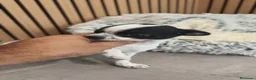 Chihuahua perros en venta: Chihuahua hembra preciosa  - Anuncio 13