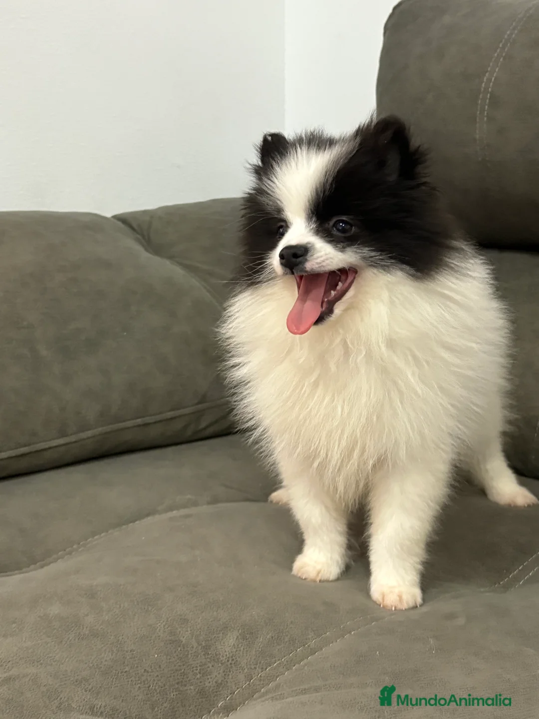 Pomerania perros en venta: Cachorro pomerania  - Anuncio 3