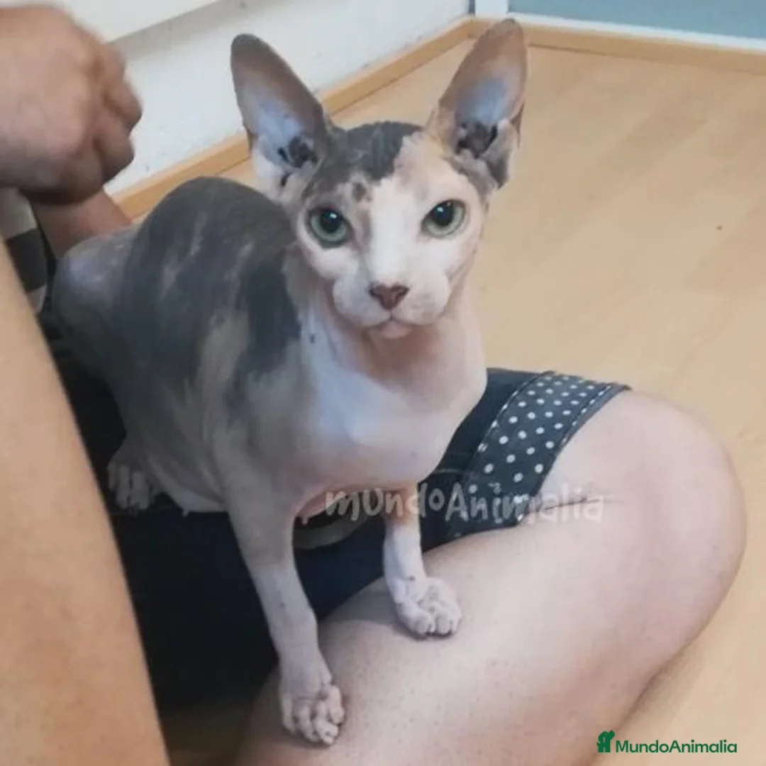 Imagen de galería {{count}}