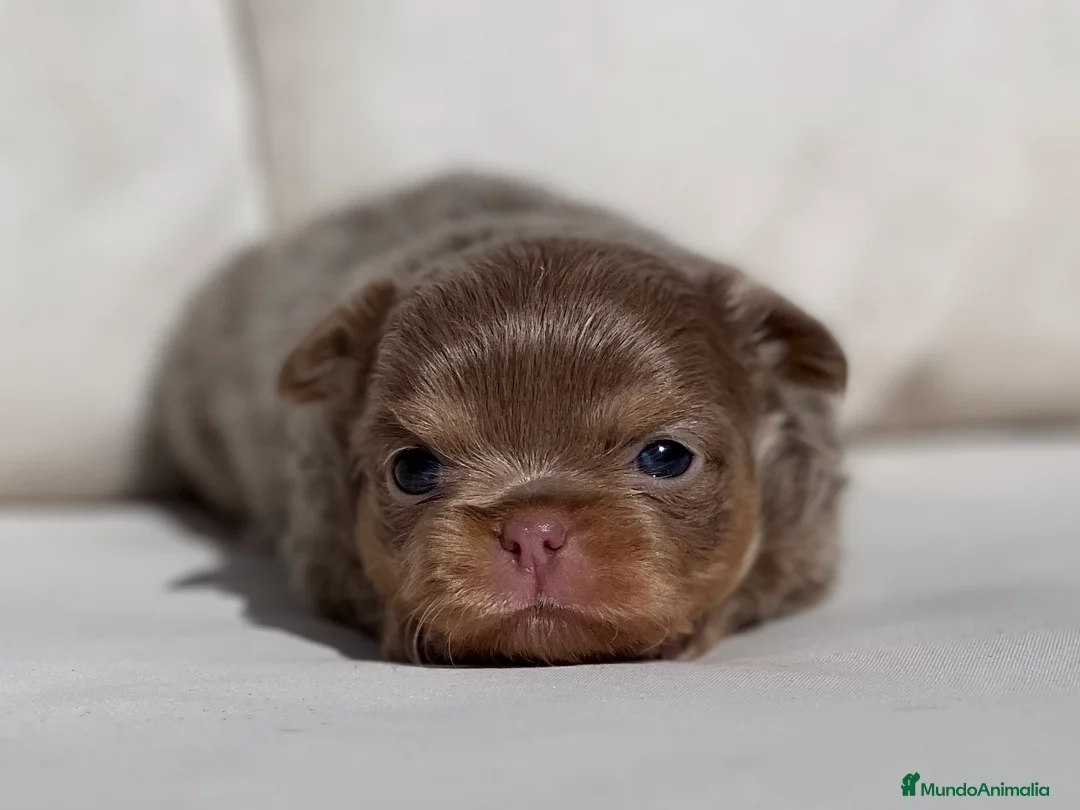 Chihuahua perros en venta: ESPECTACULAR HEMBRA TRICOLOR LILAC PELO LARGO - Anuncio 4