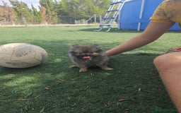 Pomerania perros en venta: Lulu de pomerania miniatura  - Imagen 3
