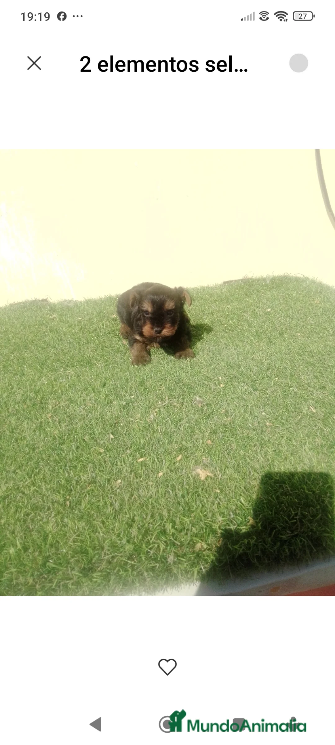 Yorkshire Terrier perros en venta: Cachorro de yorkshire mini  - Anuncio 1