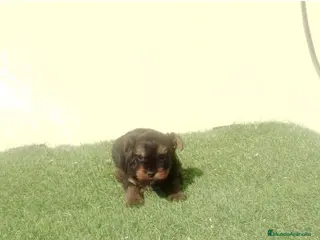 Yorkshire Terrier perros Cachorro de yorkshire mini - Anuncio 1