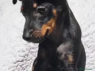 Pinscher Miniatura perros Pincher - Anuncio 3