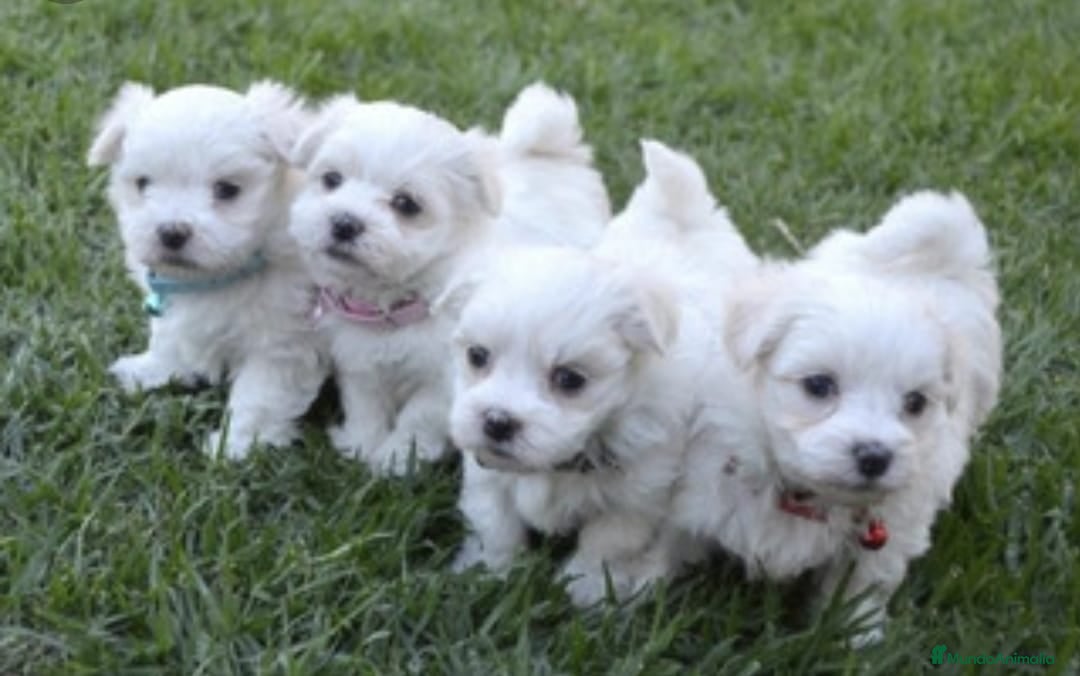 Bichón Maltés perros Bichón maltés miniatura  - Anuncio 5