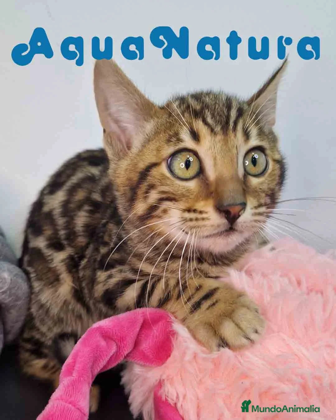 Bengalí gatos en venta: Bengali Hembra 9063 - AQUANATURA en Barcelona - Anuncio 6