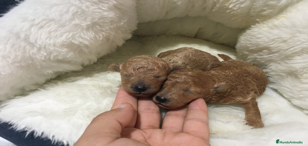 Imagen de galería {{count}}