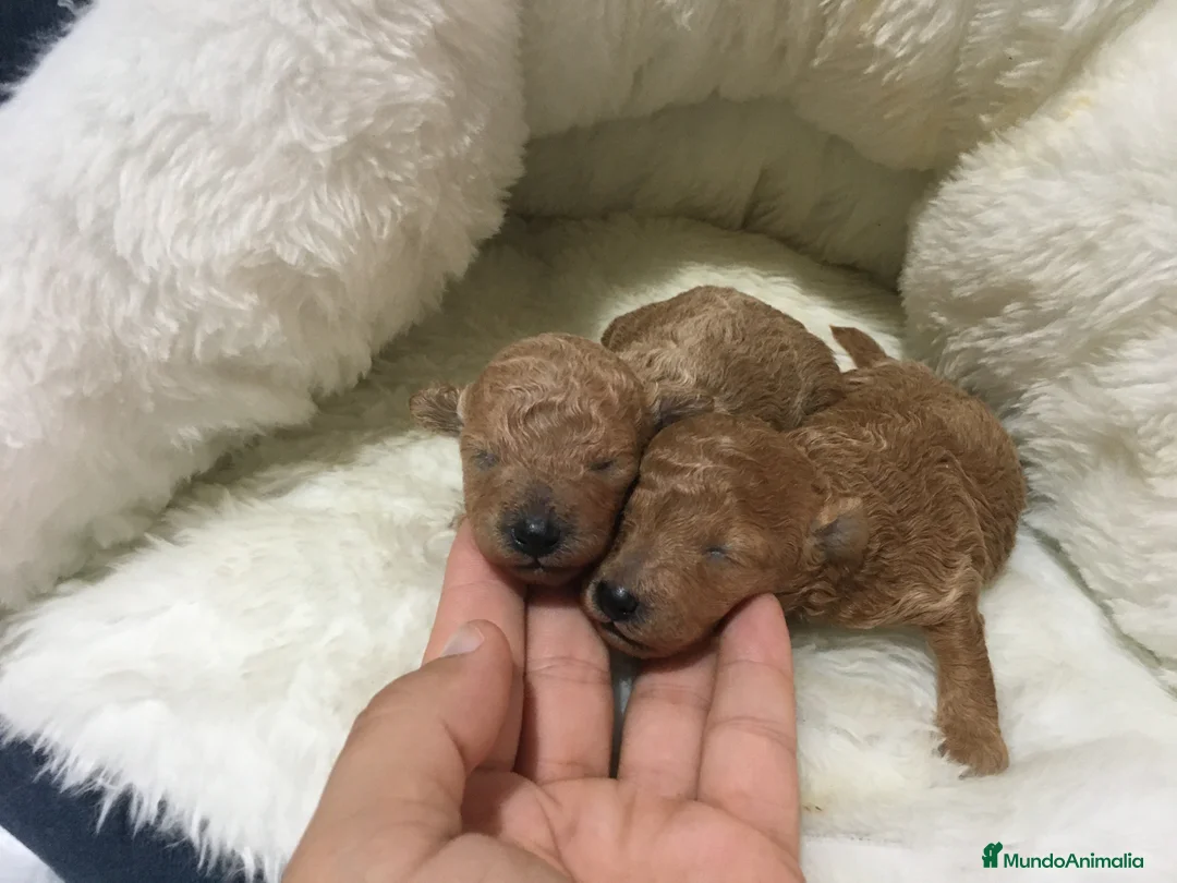 Imagen de galería {{count}}