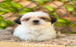 Shih Tzu perros en venta: Camada de Yadira  - Imagen 4