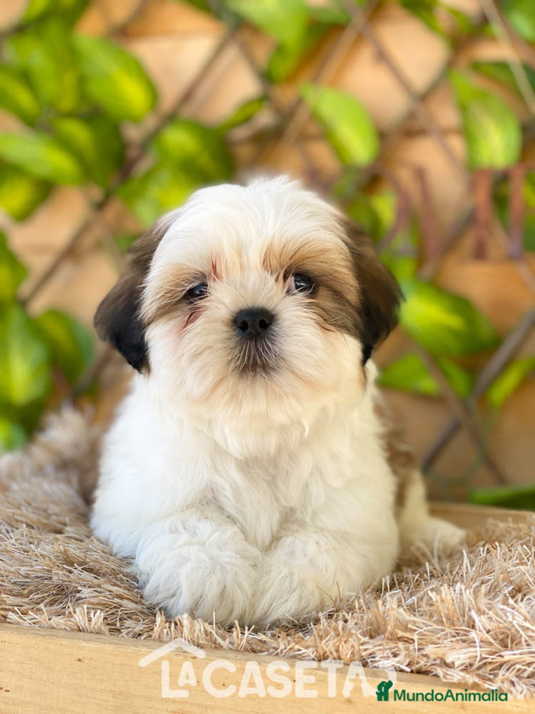 Shih Tzu perros en venta: Camada de Yadira  - Imagen 4