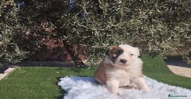 Border Collie perros - Anuncio 9