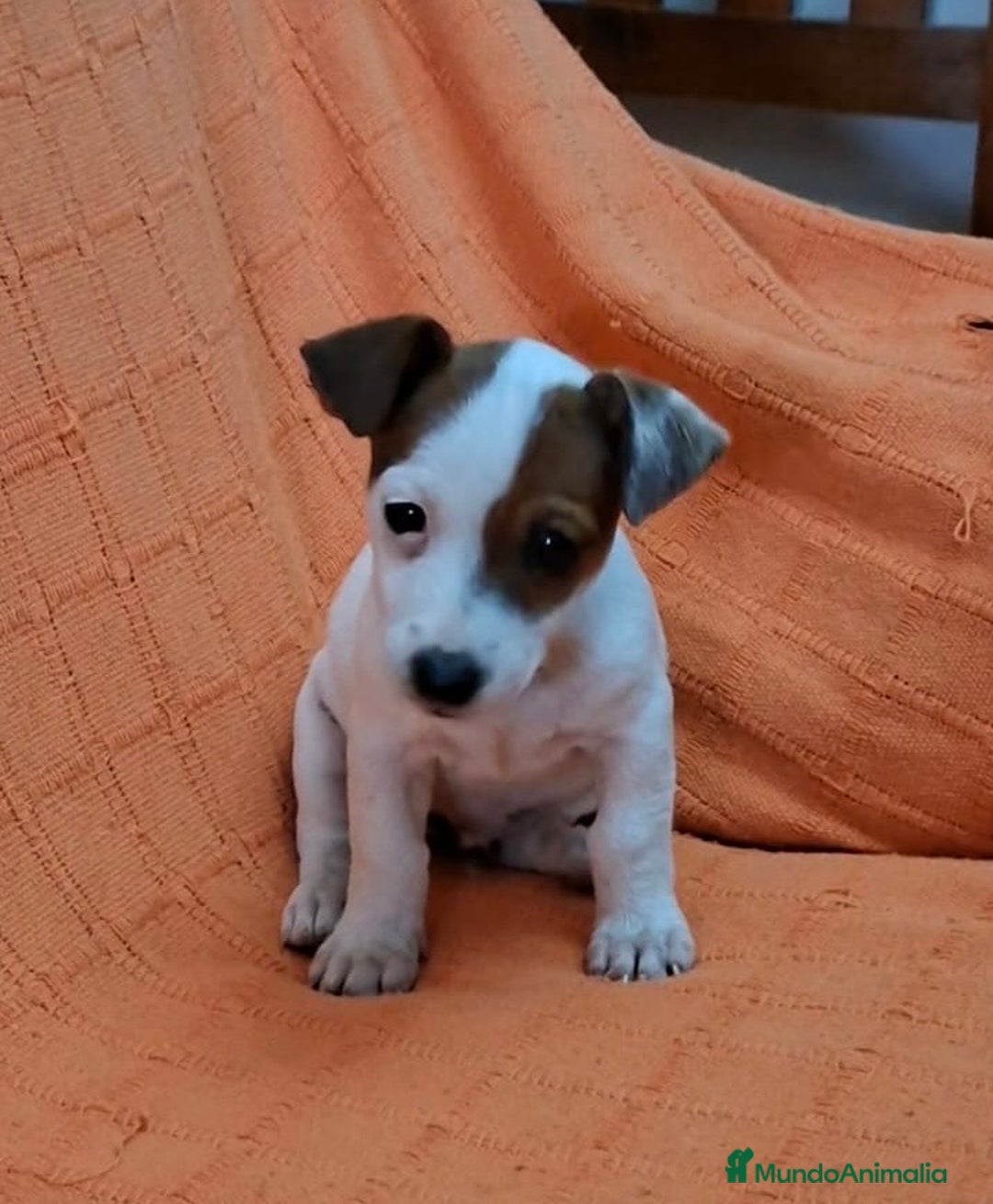 Jack Russell Terrier perros en venta: JACK RUSSEL MACHO - Imagen 1
