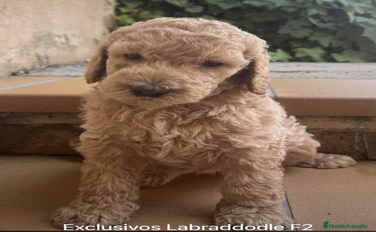 Raza Mixta perros - Anuncio 1