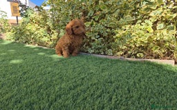 Caniche Toy perros en venta: CANICHE MACHO ROJO OPORTUNIDAD  - Imagen 4