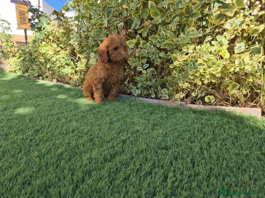 Caniche Toy perros en venta: CANICHE MACHO ROJO OPORTUNIDAD  - Imagen 4