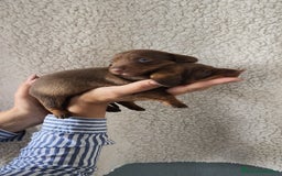 Teckel Miniatura perros en venta: Teckel Kanichen chocolate  - Imagen 1