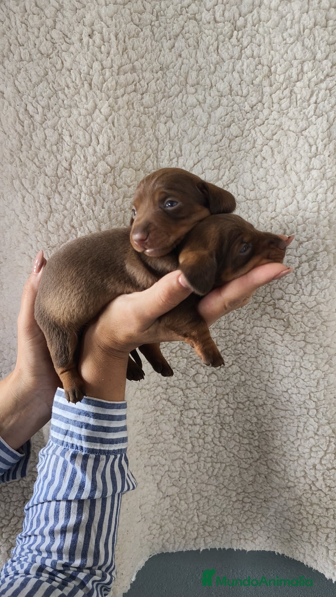 Teckel Miniatura perros en venta: Teckel Kanichen chocolate  - Imagen 1