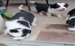 Border Collie perros en venta: Border collie  - Imagen 2