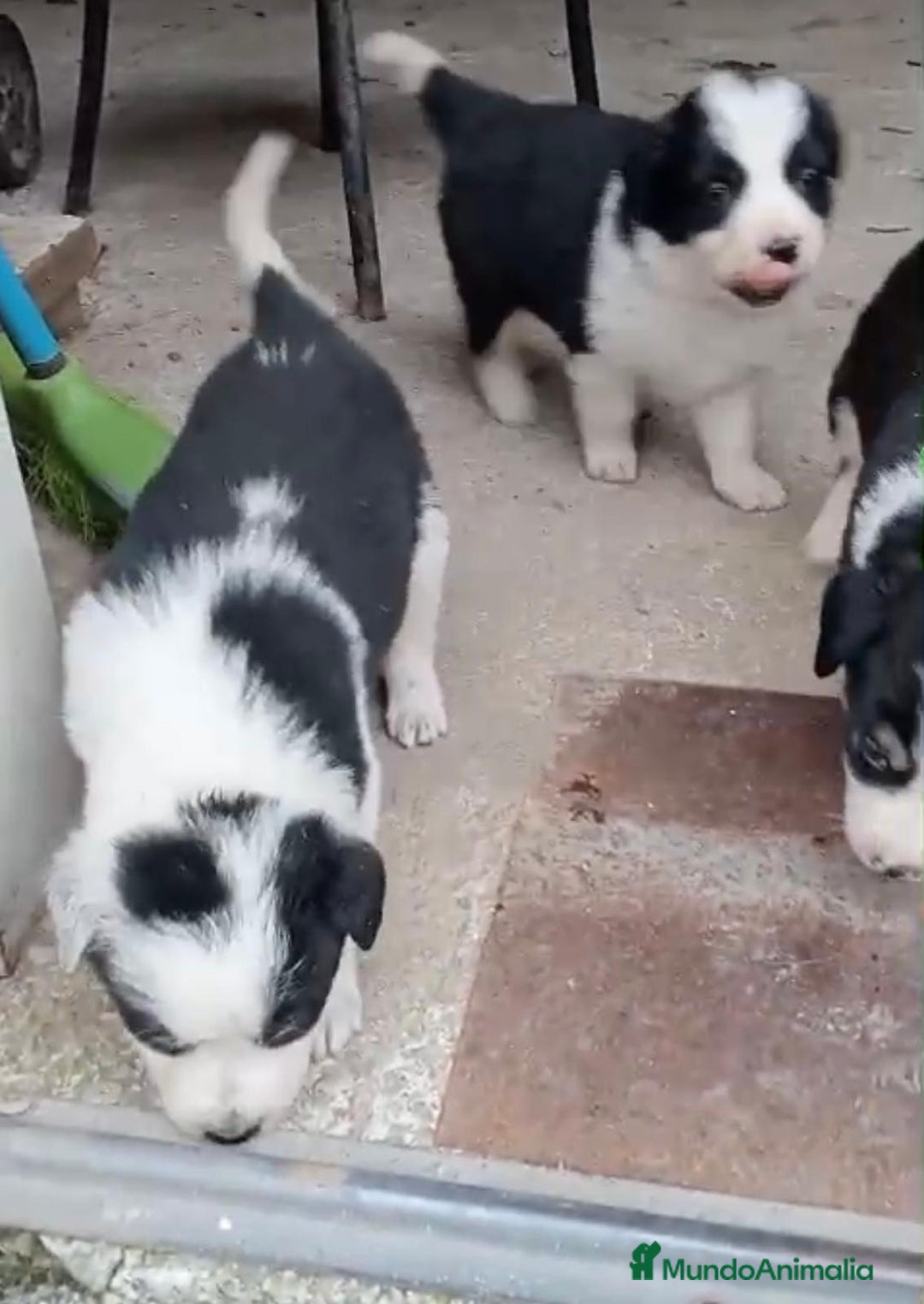 Border Collie perros en venta: Border collie  - Imagen 2