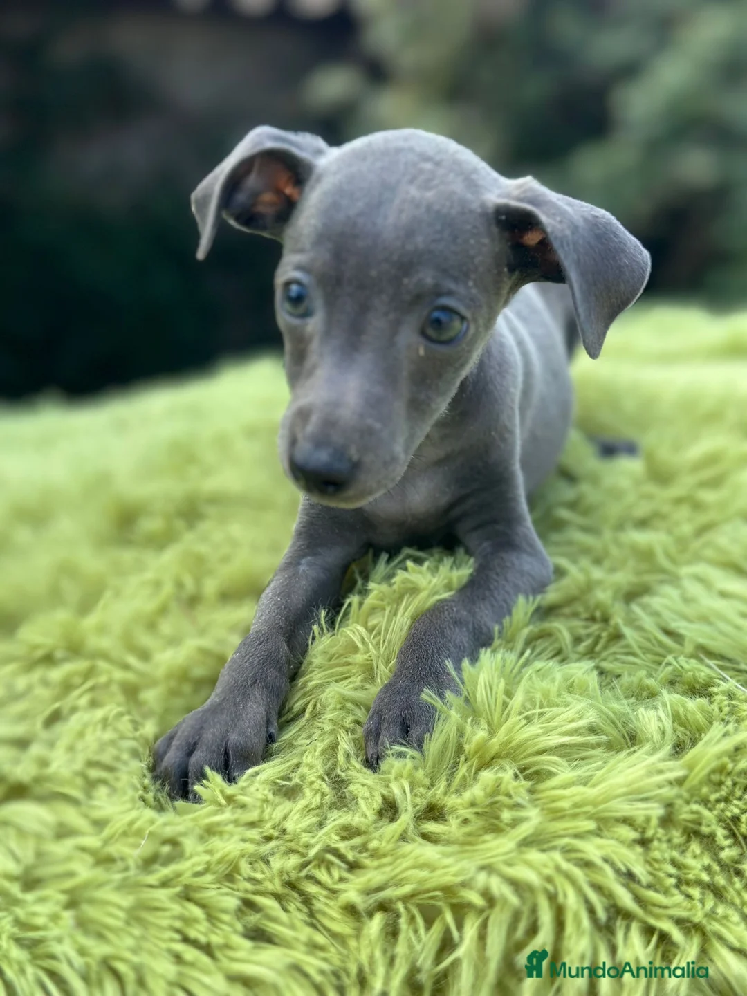 Pequeño Lebrel Italiano perros en venta: Piccolo lebrel italiano  - Anuncio 3
