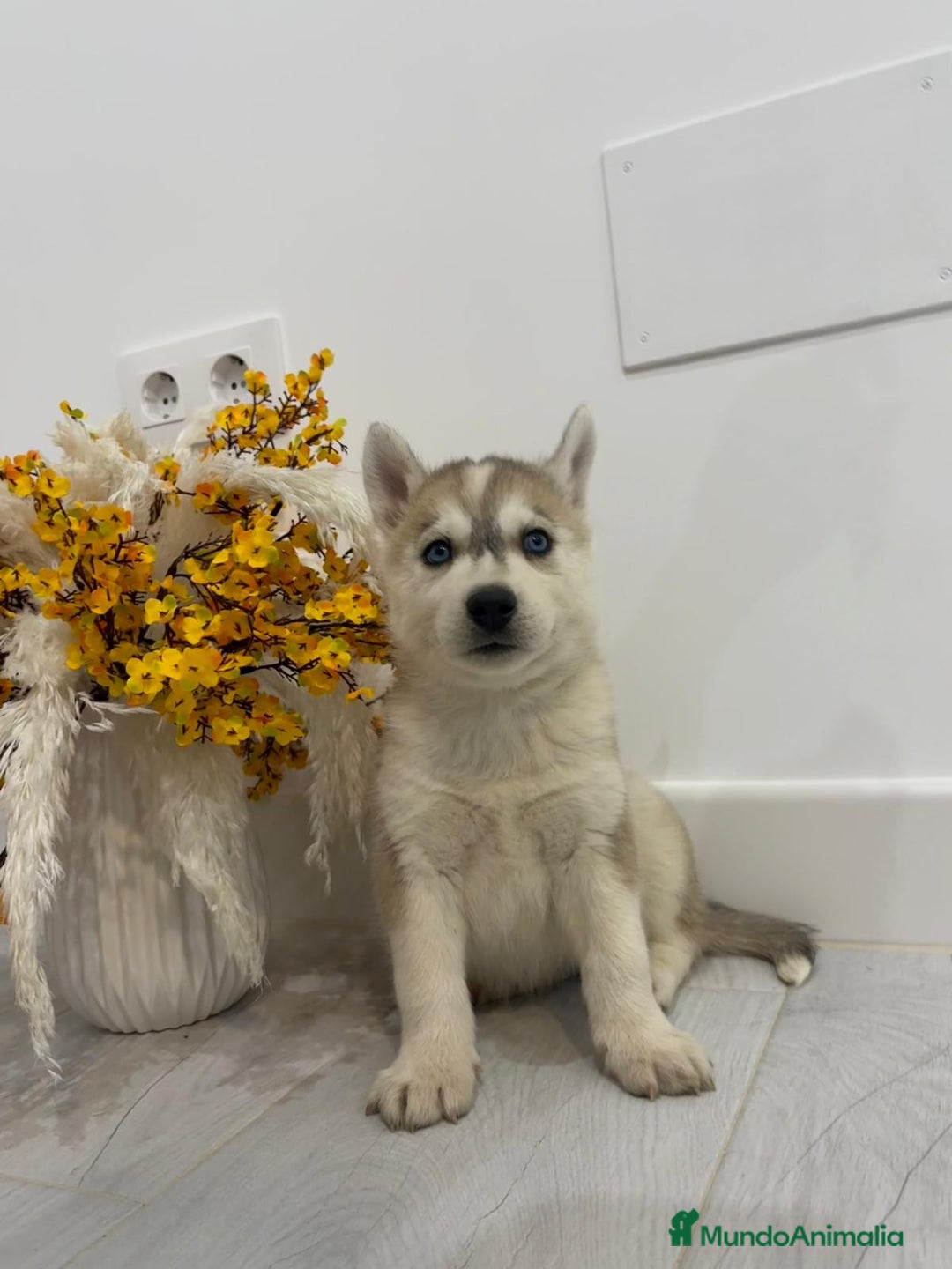Husky Siberiano perros en venta: Cachorros husky siberianos  - Anuncio 1