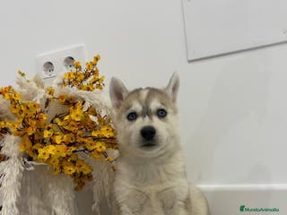 Husky Siberiano perros Cachorros husky siberianos - Anuncio 2