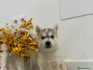 Husky Siberiano perros Cachorros husky siberianos - Anuncio 2