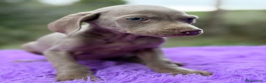 Weimaraner Cachorro 2