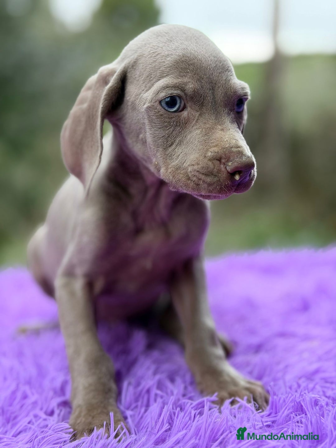 Weimaraner perros en venta: Braco de weimar hembra - Anuncio 3