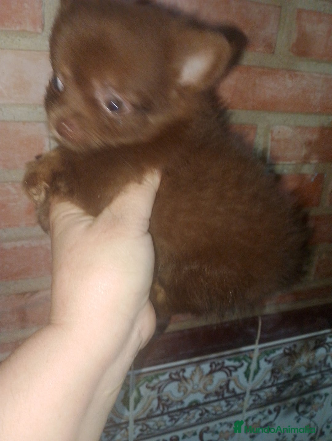 Pomerania perros en venta: Pomchis madre pomchi padre pomerania toy  en Madrid - Imagen 8