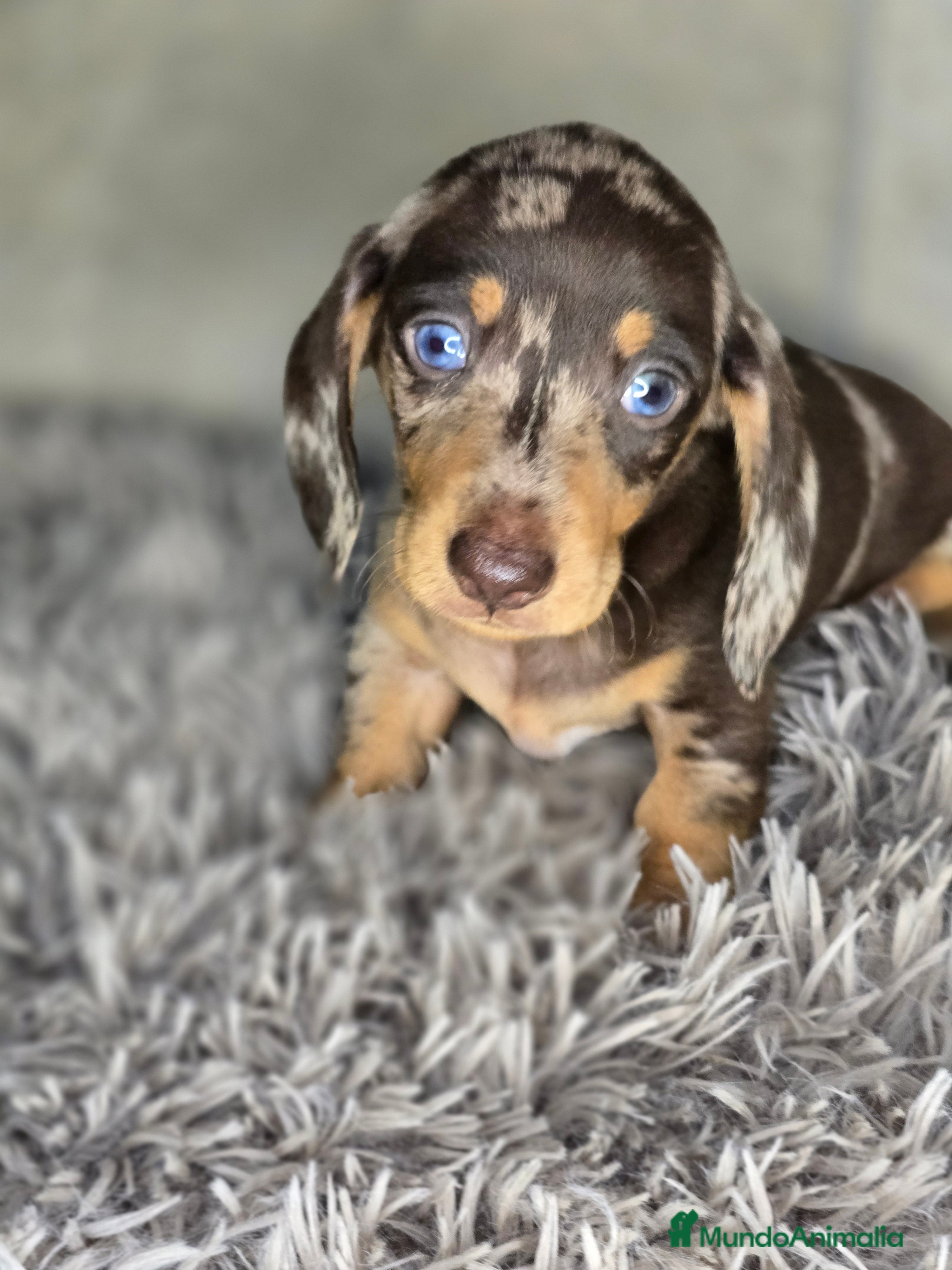 Teckel Miniatura perros Teckel arlequin chocolate - Anuncio 4