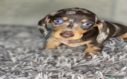 Teckel Miniatura perros en venta: Teckel arlequin chocolate - Imagen 1